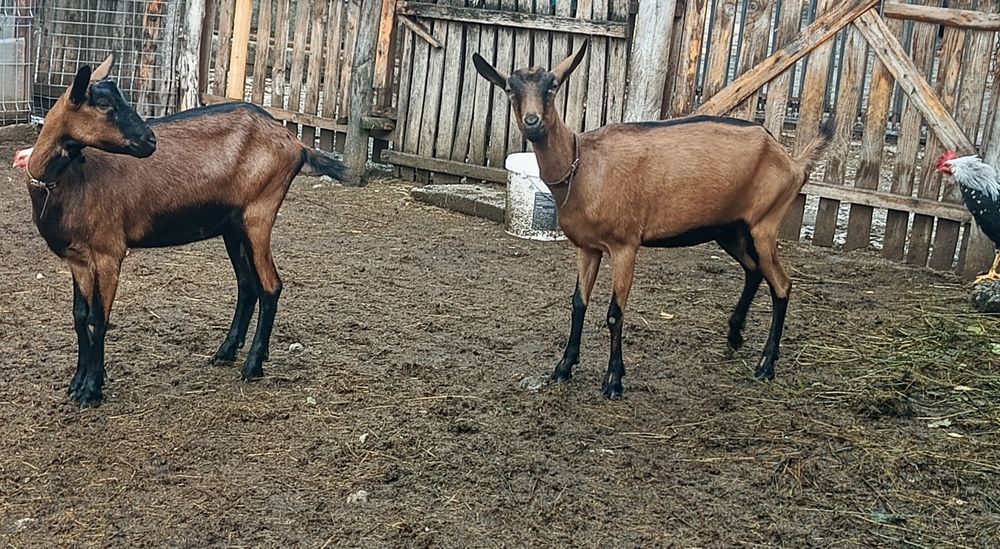 Iede alpina franceza