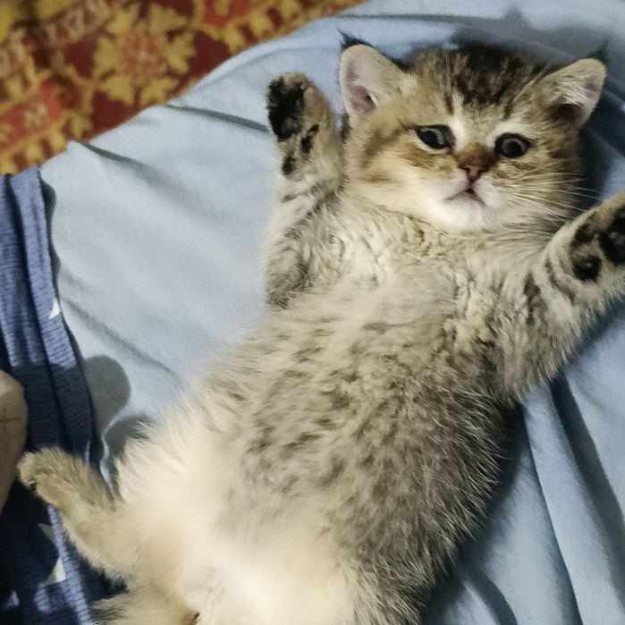 Вязка коты шиншиллы NS11 фолд и Bri NU 11