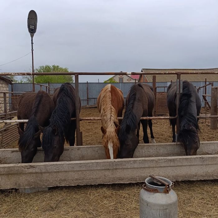 Продам двух леток, жеребцы.