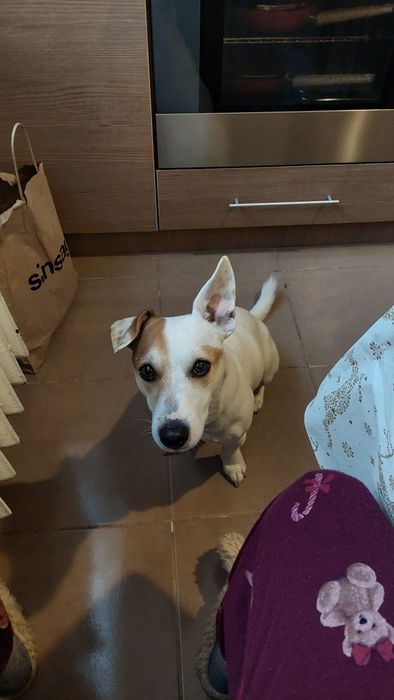 Pet sitter caini rasa mica