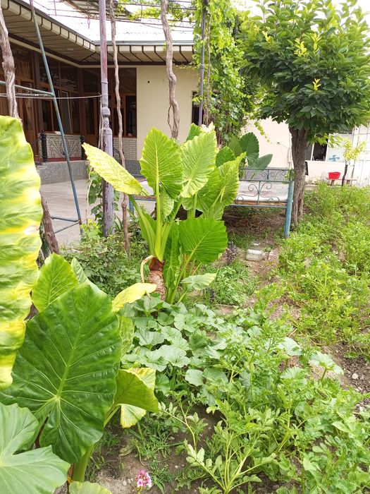 Yirik Alocasia ("Fil qulog'i") O'simliklari