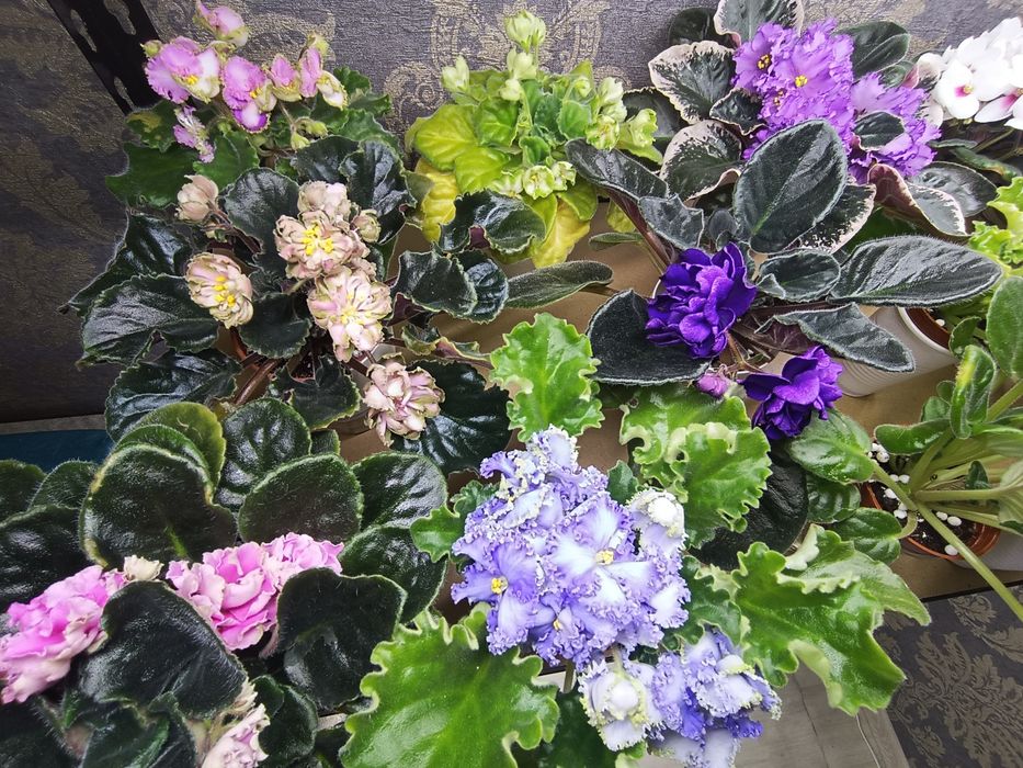 Фиалки   сортовые