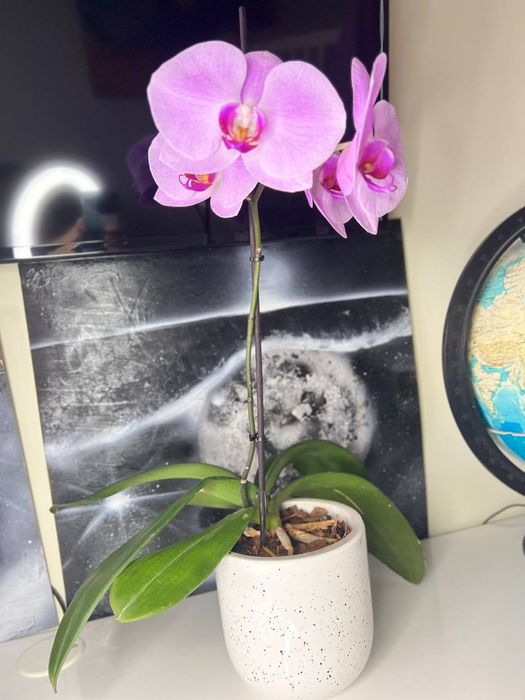 Орхидеи королевские. Гиганты