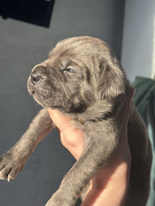 Щенки Кане корсо