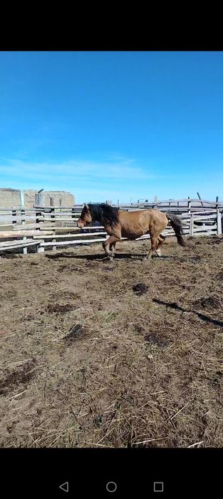 Жети жасар ат кылып мингенге кула сатылады