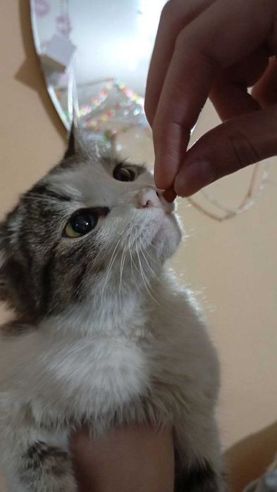 Отдам котенка в  добрые руки