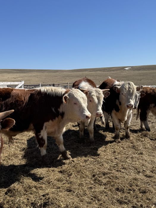 Поодам бычков племменных