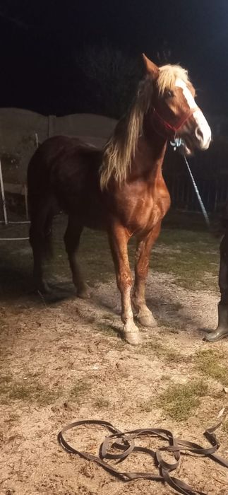 Armasar 3 ani orice proba