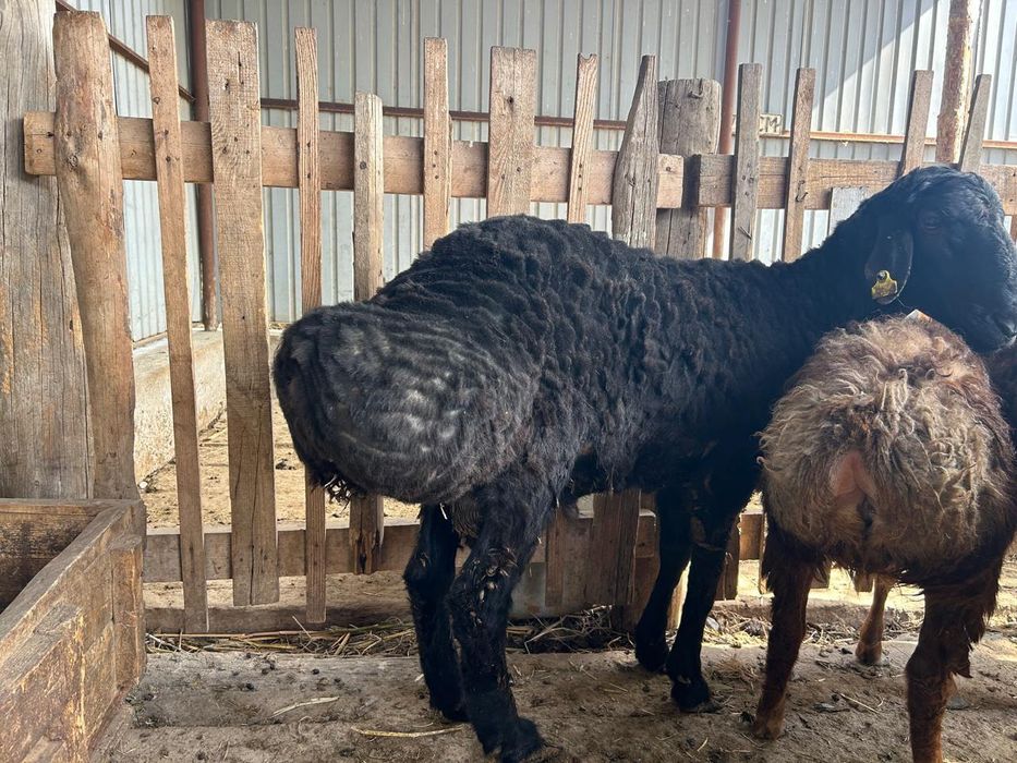 Семіз қошқар сатылады