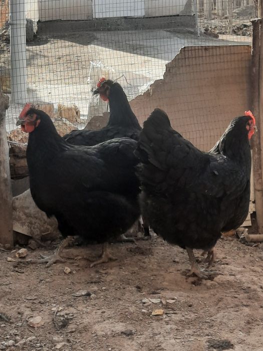 Жерсий тауыклары сатылады.