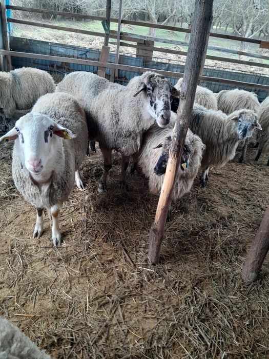 Vand berbec de carne