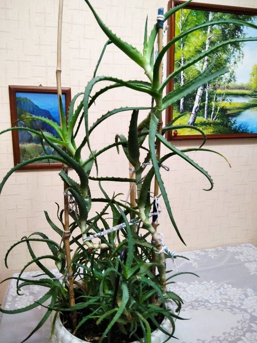 Продам цветок Алое