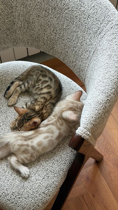 Бенгальский котёнок альбинос с документами