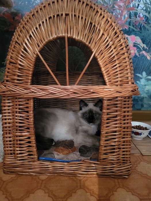 Котенок ищет дом