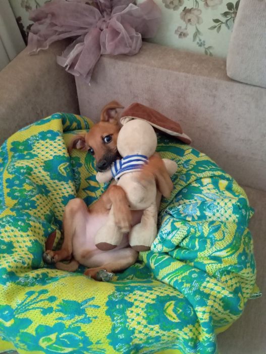 Пинчер щенок 3,5 м