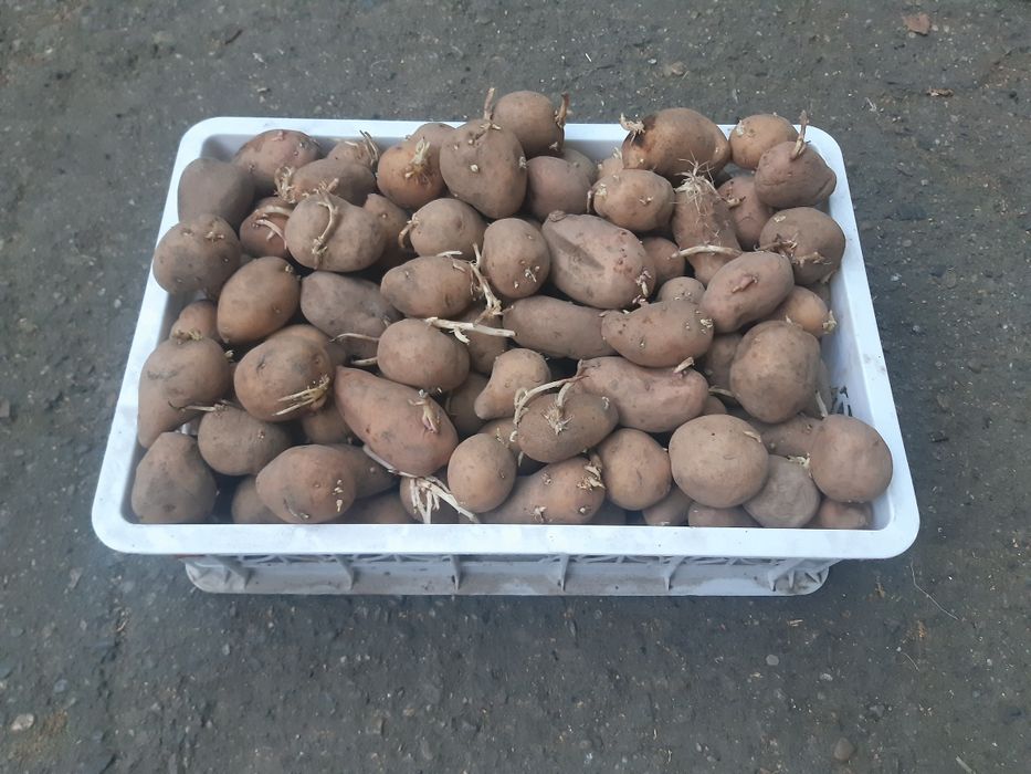Продам картофель на семена 350