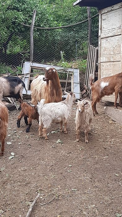 De vânzare  Țap castrat