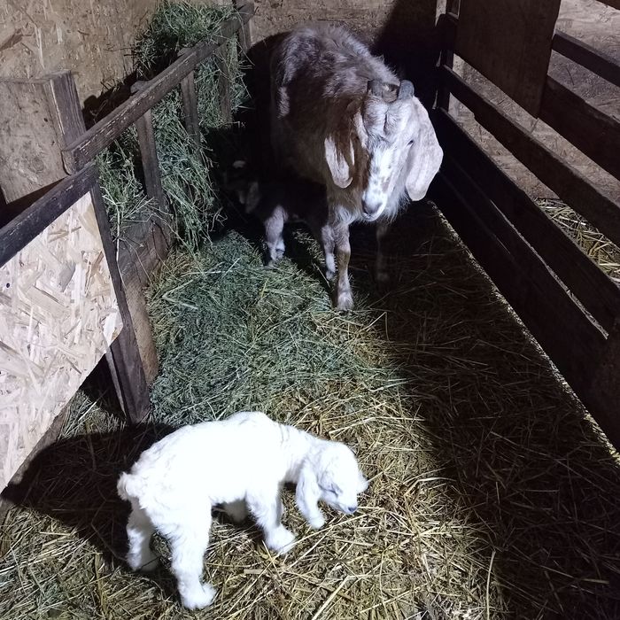 Țap.    de.   vânzare