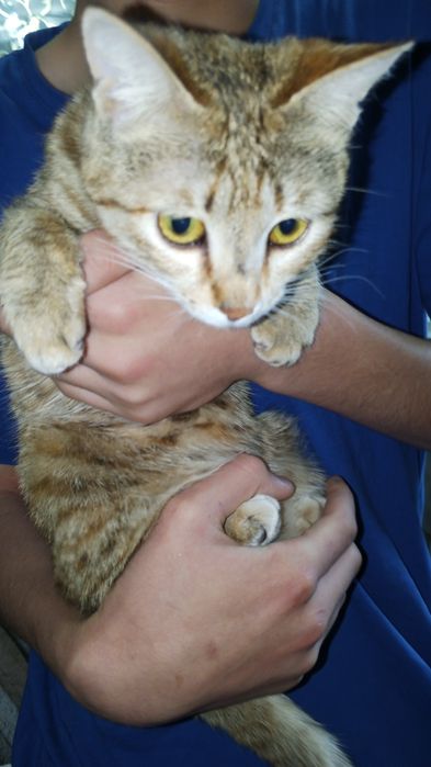 Отдам даром девочку в добрые руки