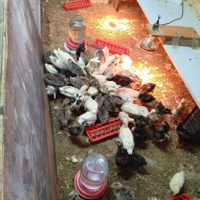 Индюшата подрощенные