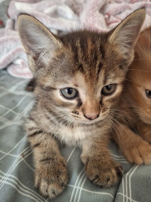 Отдам в добрые руки котят.