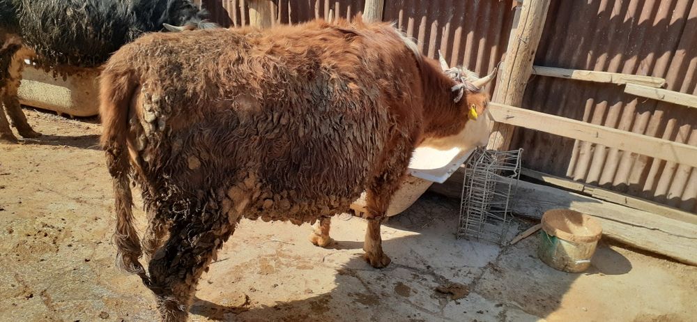 Бордақы бұқа қашарлар