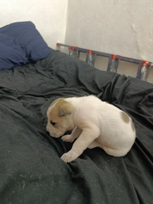 Продам щенков,Стаффорд с питом