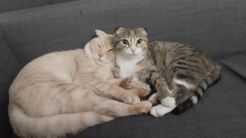 вислоухие кот и кошка