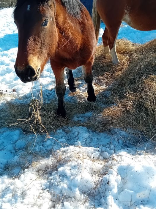 Vând sau schimb manza