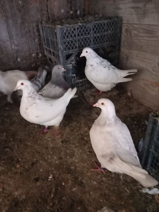 Porumbei texani disponibili