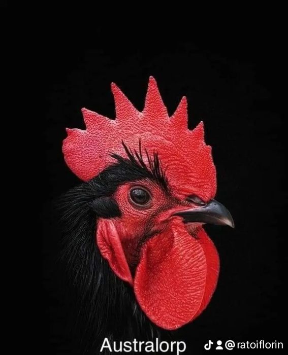 Ouă  si pui australorp negru calitate premium rasă pură
