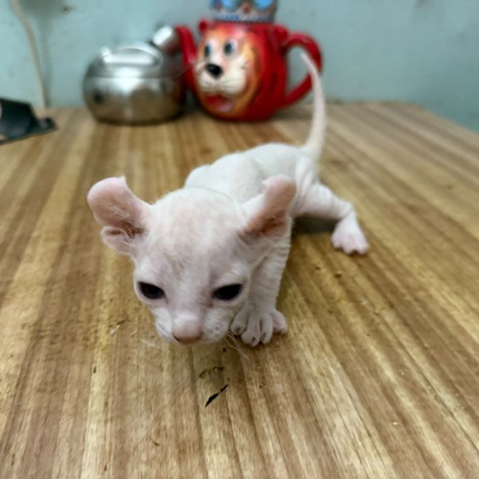 Бронируются котята эльфики