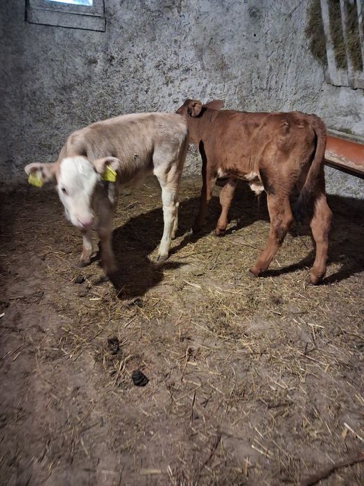 Vând tauras și vitea