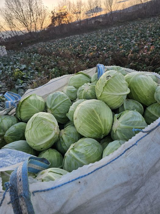 Varza plata taiat proaspat calitate superioara pentru murat,pastrare