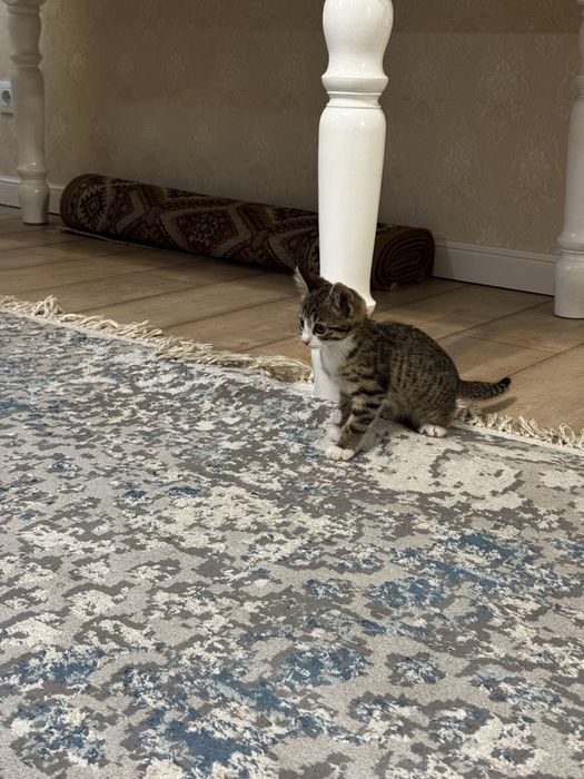 Котенок отдам бесплатно