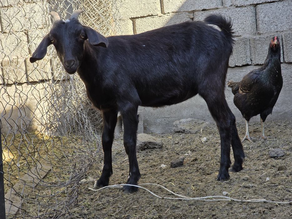 Ұрғашы лақ 6 айлық