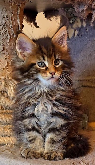 Уникални котенца мейн  куун