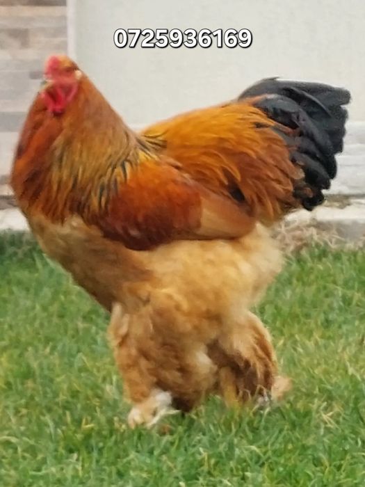 Oua de incubat,  pui de o zi,  păsări de rasă,  Brahma , Australorp,