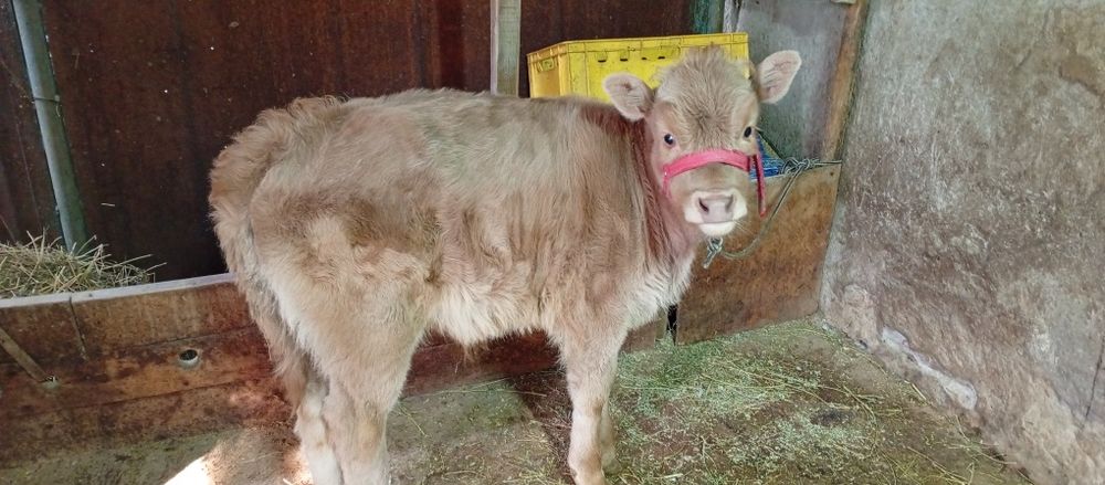 Первотёлка с теленком