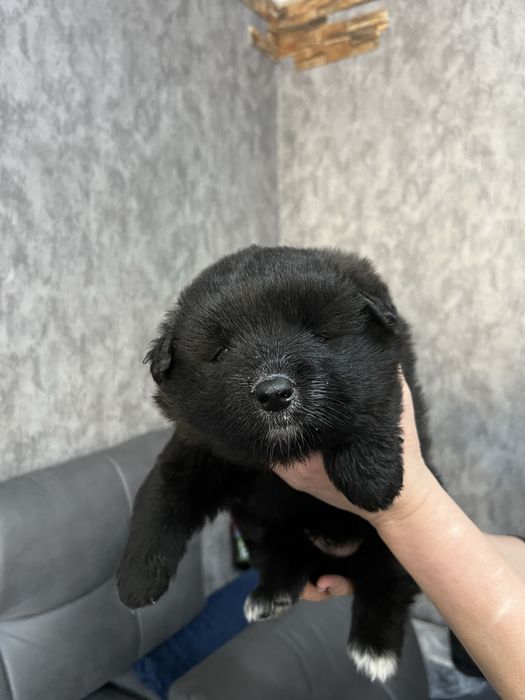 Месячные щенки бельгийской овчарки