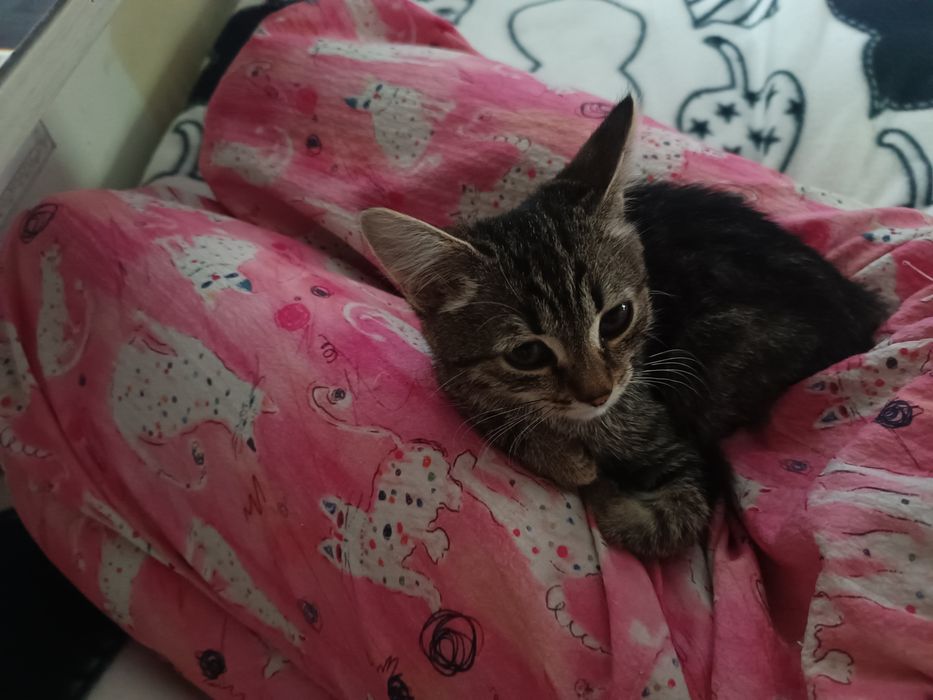 Котенок девочка бесплатно