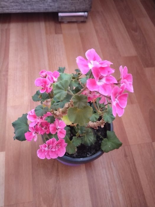 Продам герань,алое, бегония