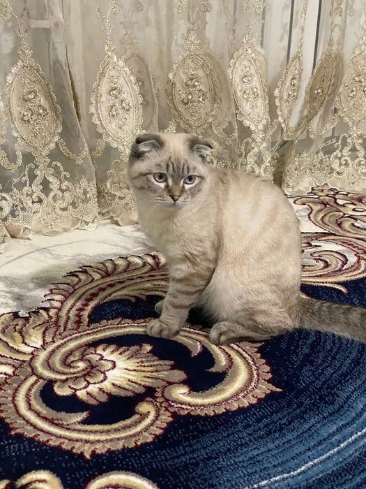 Продаётся кошка  весь лаухая