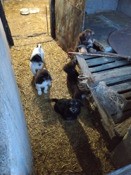 Donez căței talie mica