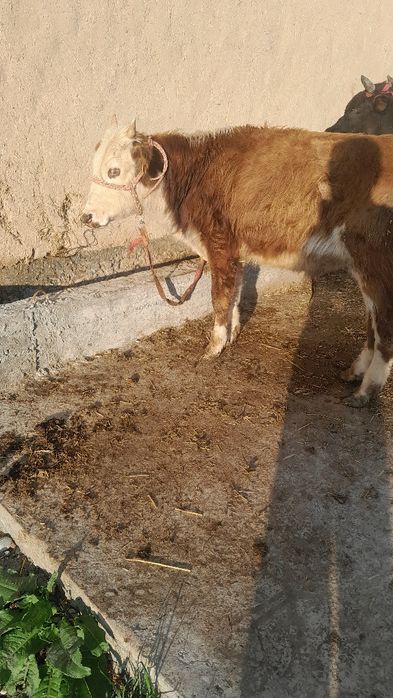 Navos sotladi soglom