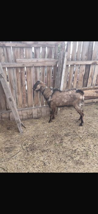 Продам козла на племя