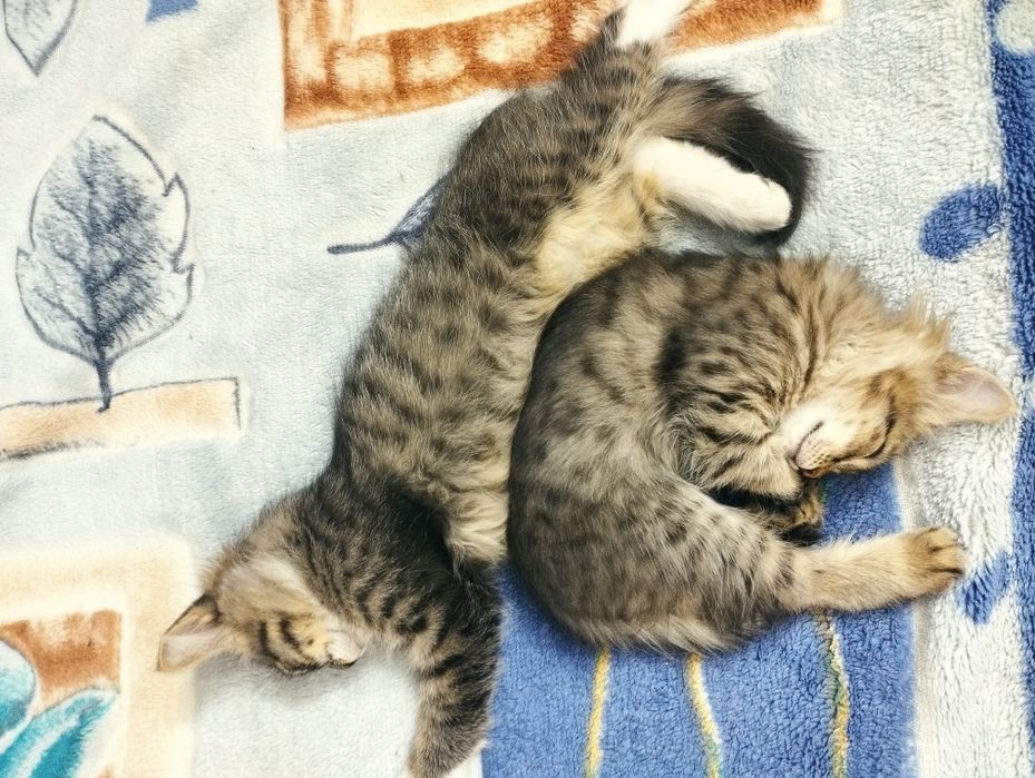 Котята маленькие.2,6месяцев
