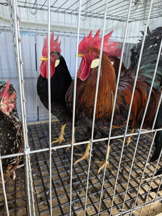 Cocoși se gaini italiene  2025