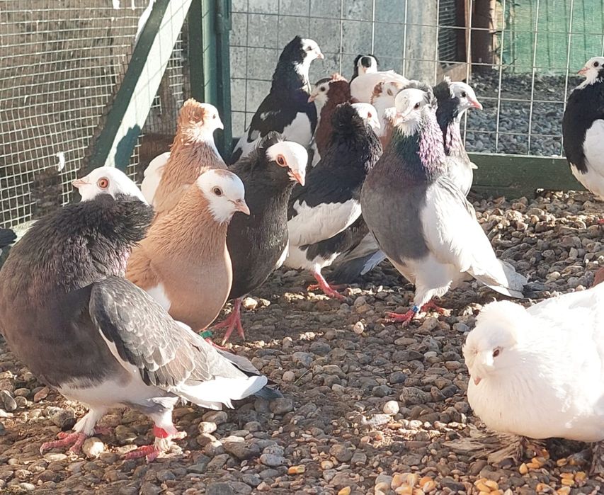 Vând porumbei ornament