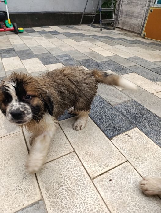 Московская сторожевая